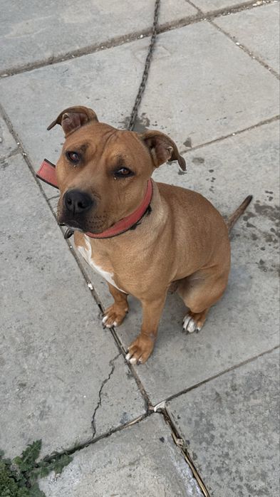 Питбуль самка собака