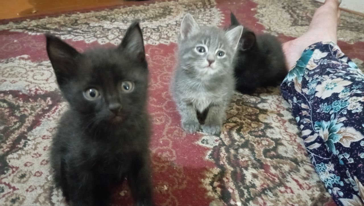 Котята, отдам в хорошие руки