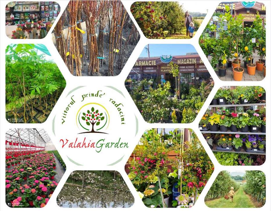 Kaki altoit, Smochin, Rodiu,  Mosmon, Castan comestibil