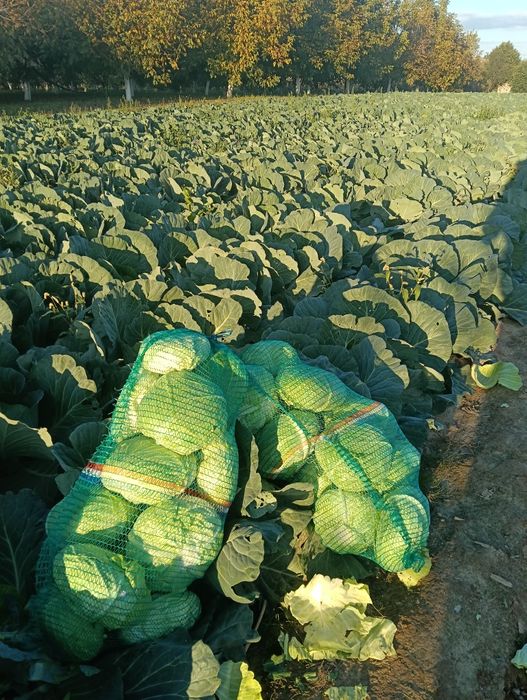 Varza de toamna cu frunza subțire 1,50 kg