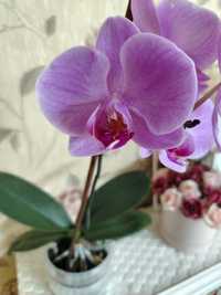Орхидея цветок комнатный