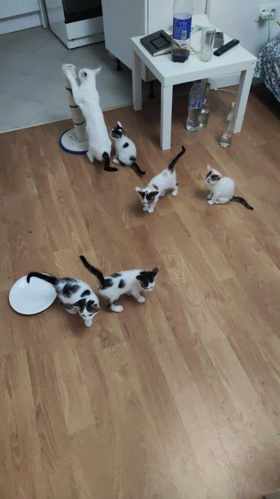 Котета търсят дом