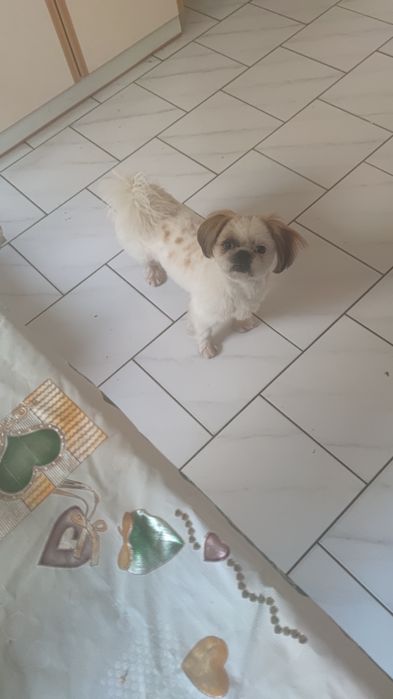Se donează câine shi tzu în Târgu Mureș