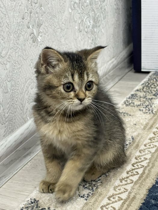Кошки котята британская шиншилла