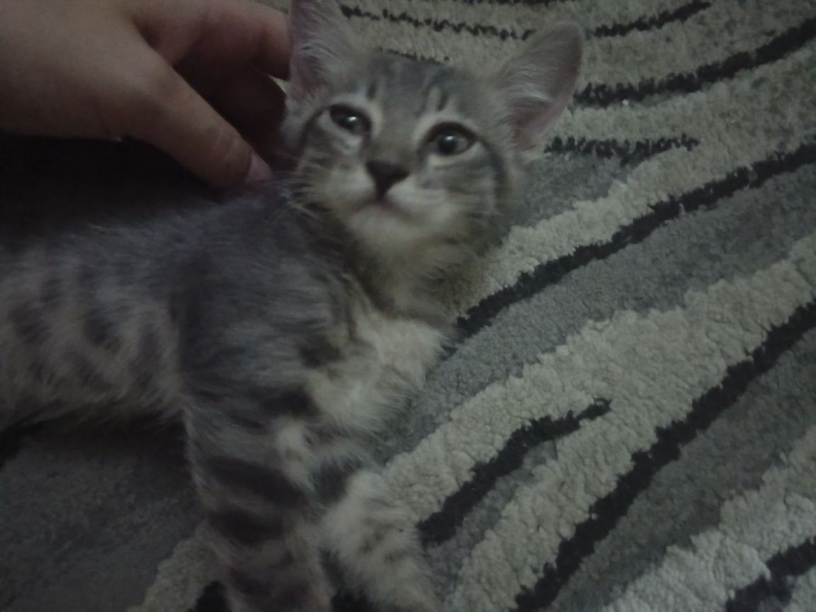 Котята отдам в хорошие руки