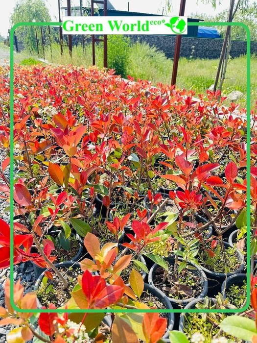 Photinia Fraseri Red Robin