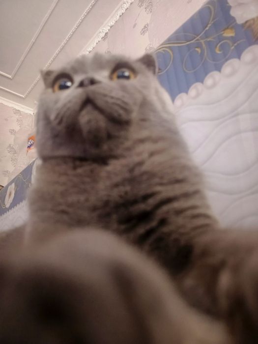 Вязка кота бесплатно