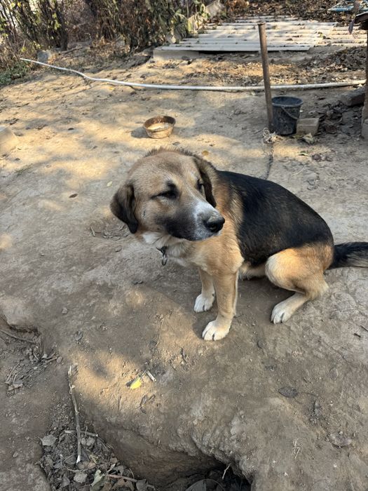 Otdadim v horoshie ruki s otslejivaniem