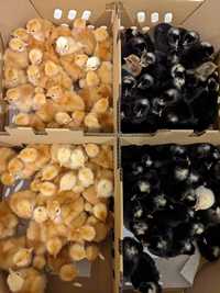 Statia de incubatie din Cosniciu de Jos vinde pui de o zi, pui de car