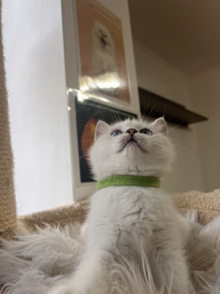 British shorthair chocolate shadedpoint