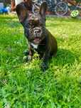 Bulldog francez brindle