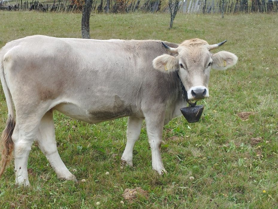 Jurincă de vânzare