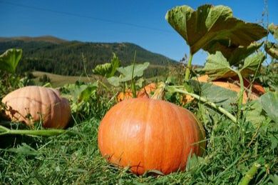 Продам тыкву 3 разных сортов
