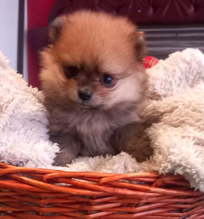 Померан мини мъжко и женско