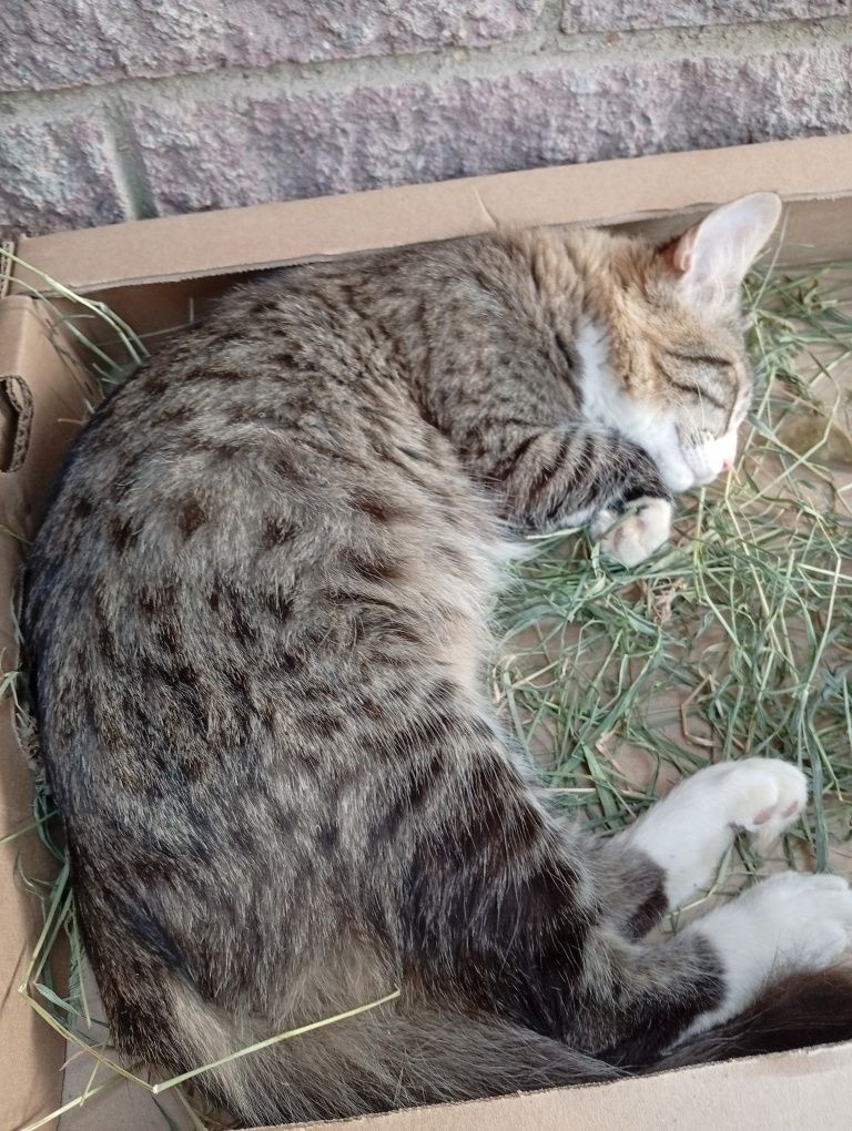 Котята без блохов приучить к латку и он чистые и блезняшки две девочки