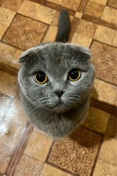 Скотиш Фолд кошка