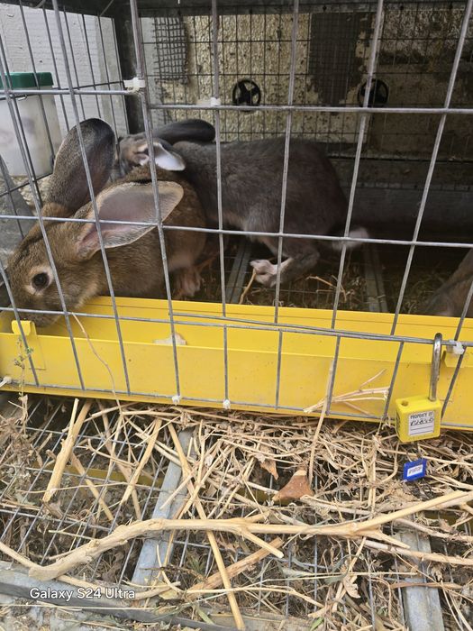 Коян Кролик 8000 тенге