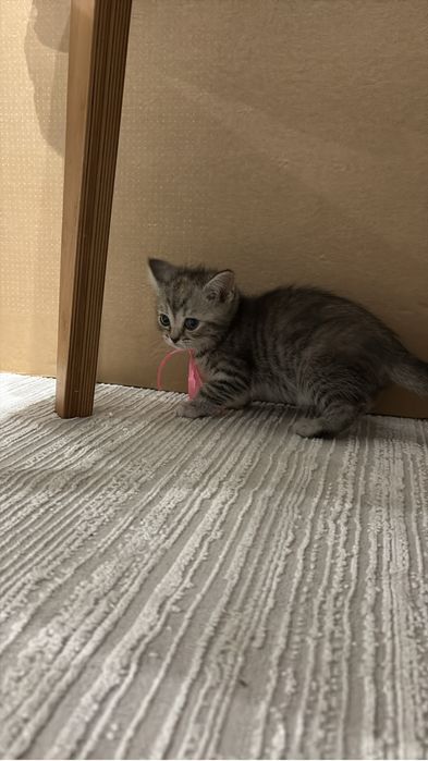 Срочно Скоттиш фолд!