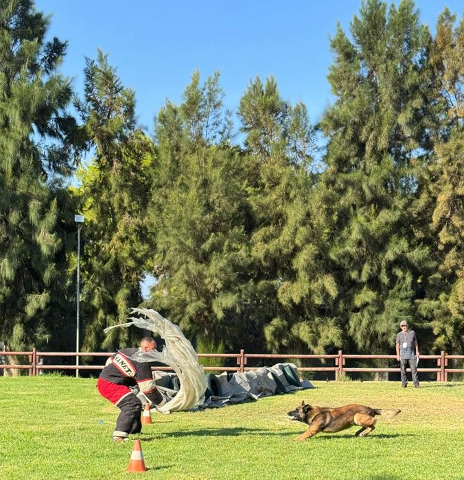 Dresaj canin K9Team
