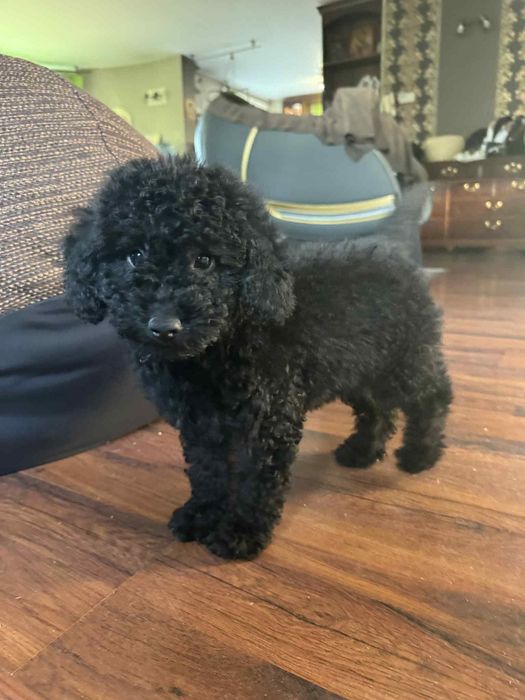 Женско кученце,  Мини Пудел. 1200 лв.