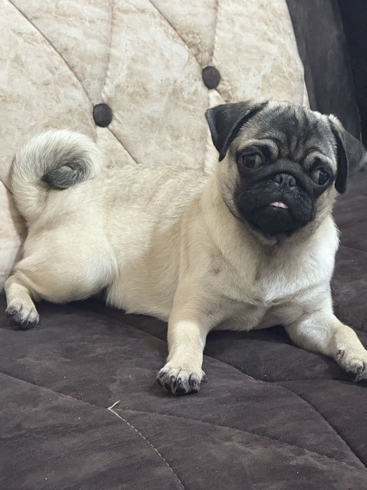 Продается мопс девочка