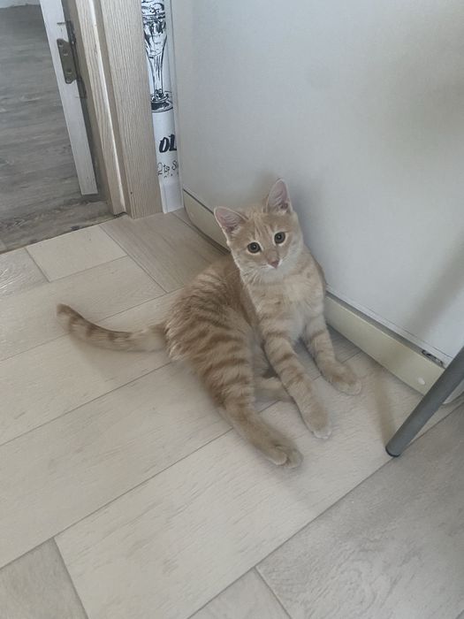 Мальчишке нужен дом.