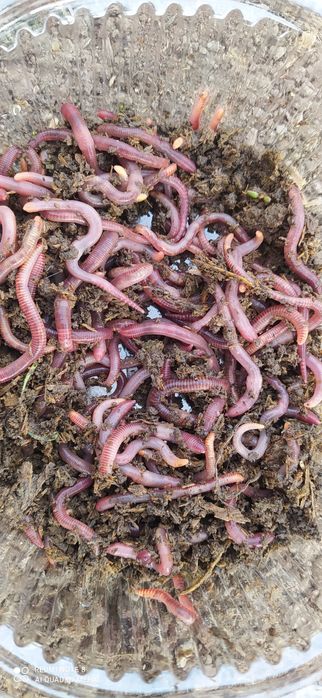 Черви для рыбалки