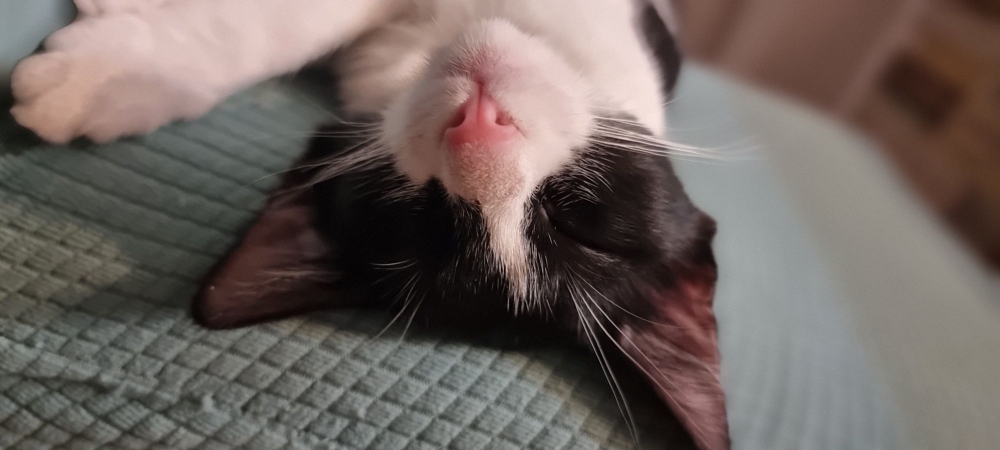 Motan 3 luni adoptie