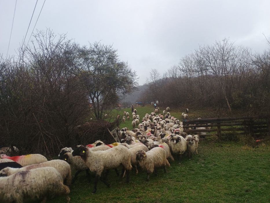 Oi de vânzare 30 de oi și un berbec