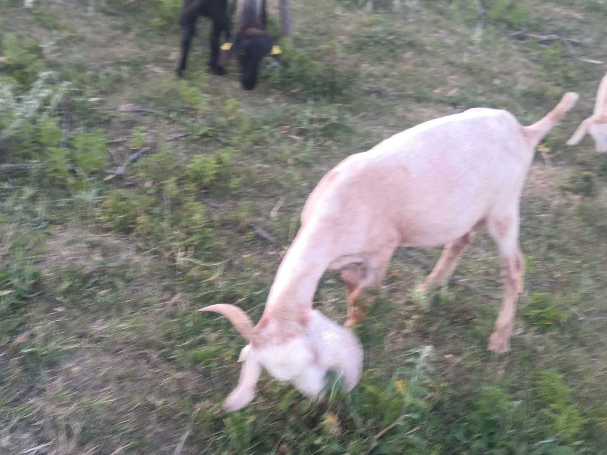 Vand tapi vatui pt prasila