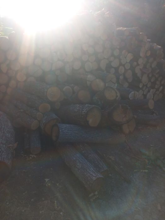 Lemne esență  tare