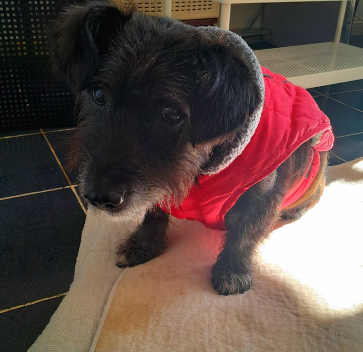 Adoptie caine negru talie medie castrat