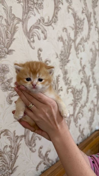 Продаются котята золотая шиншила