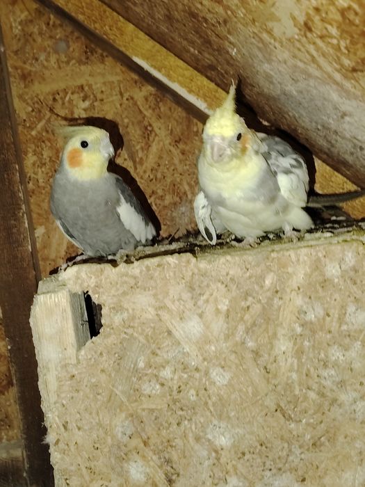 Vând o pereche de papagali nimfe