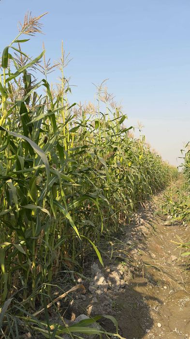 Silos sotiladi o'rishga tayyor 5ga