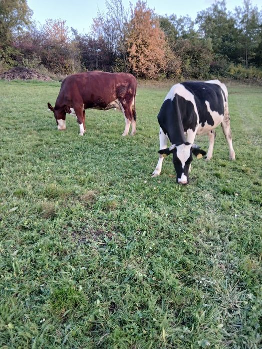 Ofer spre vânzare 2 vaci gestante si doua juninci