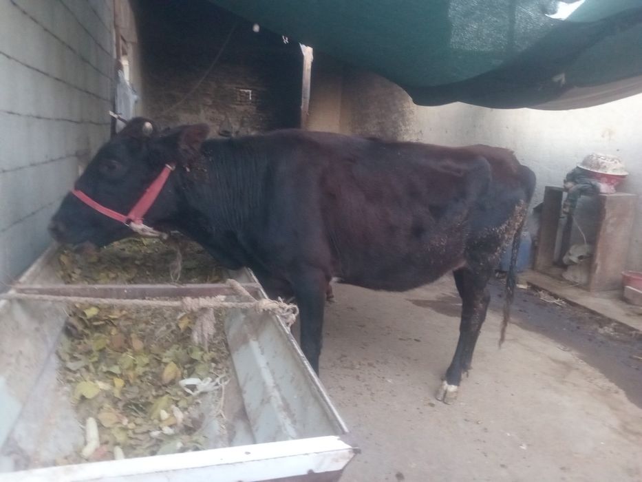 Ona Bola sigir sotiladi birinchi qorin bolasi G'unojincha  suti  yoq b