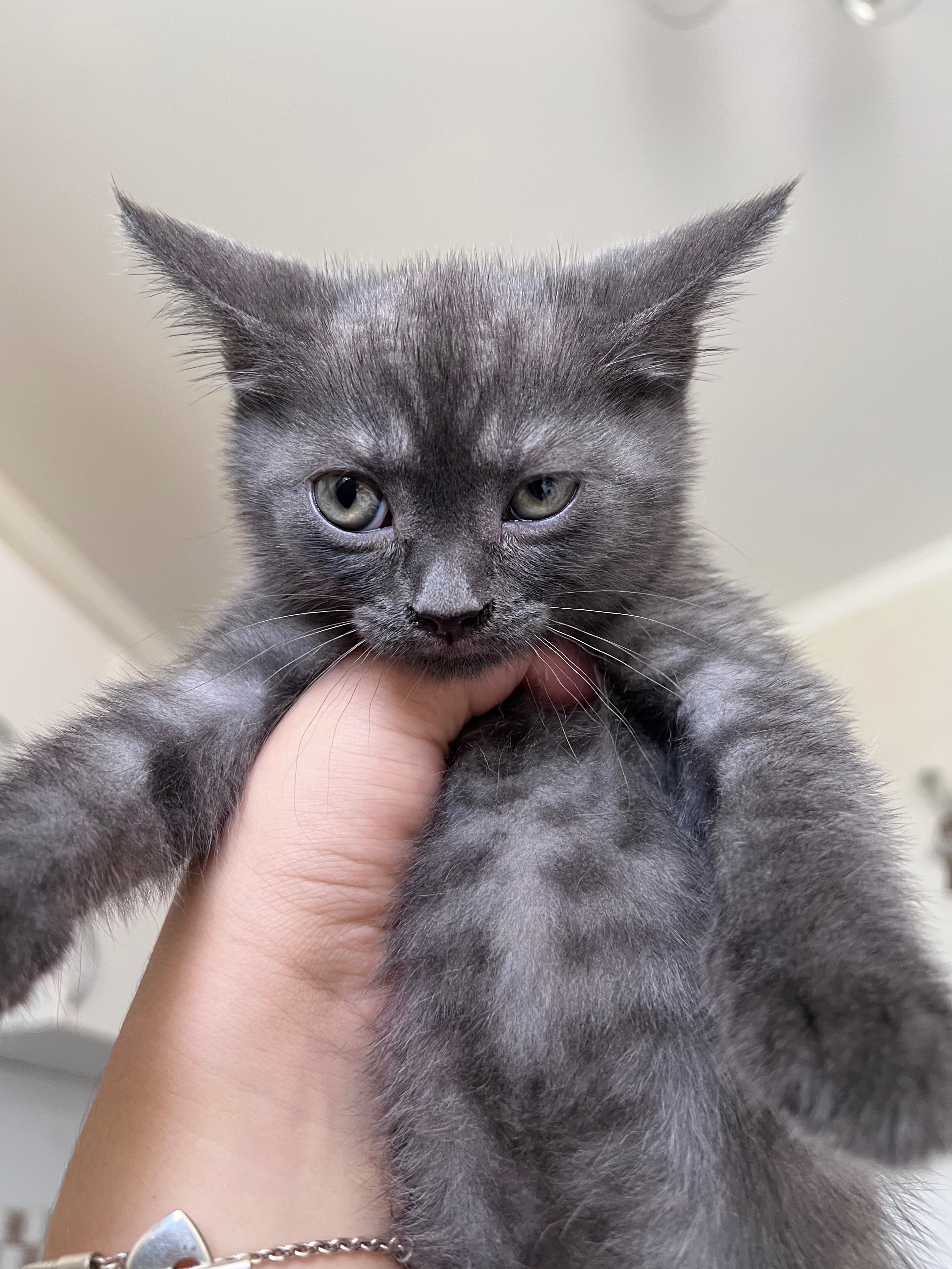 Отдам котенка. Шотландец прямоухий