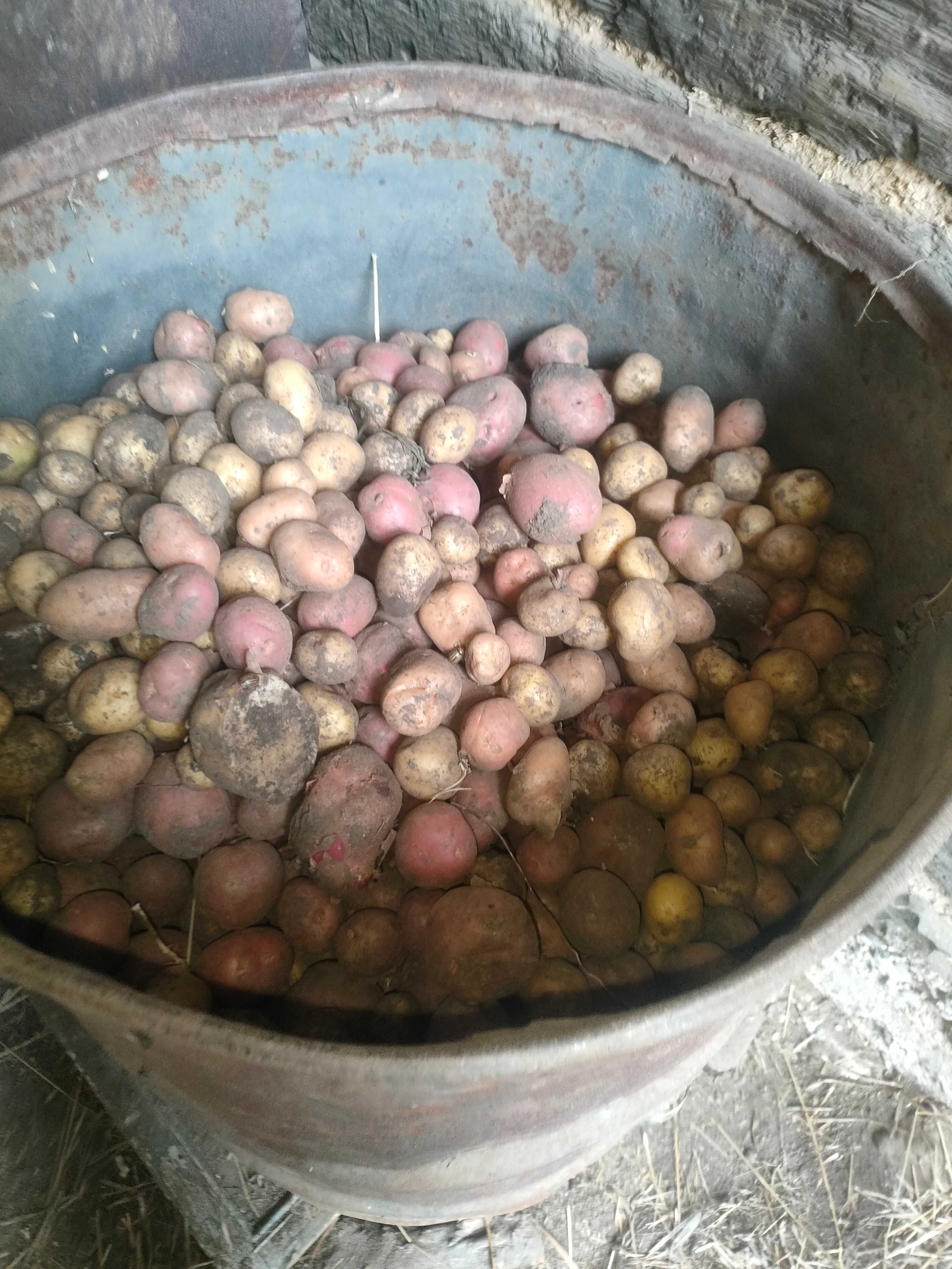 Продам картофель кормовой