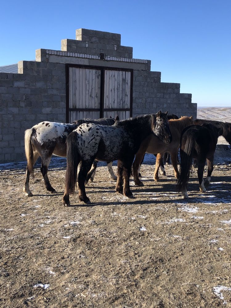 Айғыр айгыр жеребец саурик 4 жасар