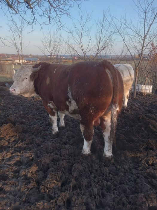 Vitei 400 -600 kg, pret 22 lei /kg