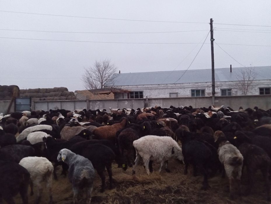 Продам баран 300 голов