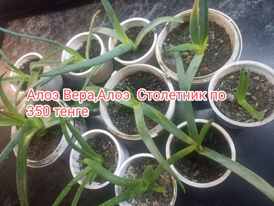 Продам комнатные растения недорого.