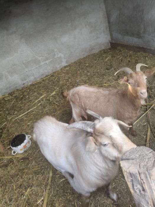 Vând 2 țapi și o capră