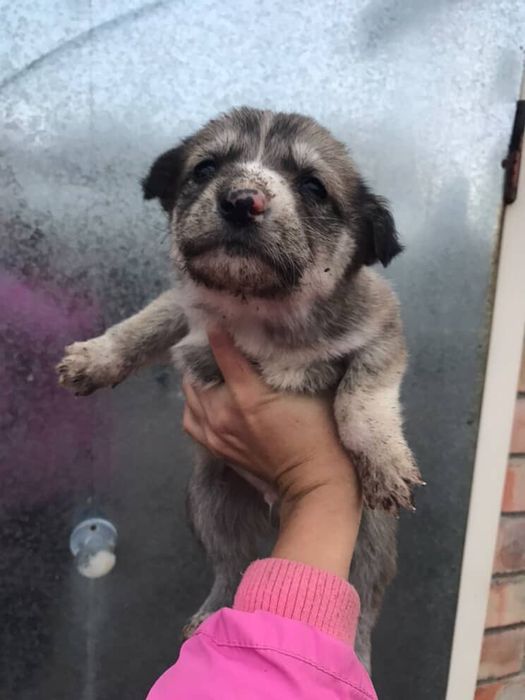 Отдам щенков в хорошие руки