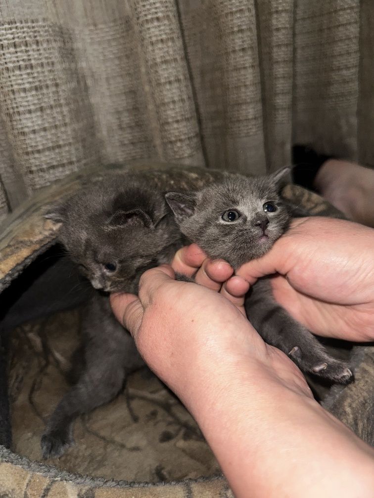 Котята  Скотиш фолд