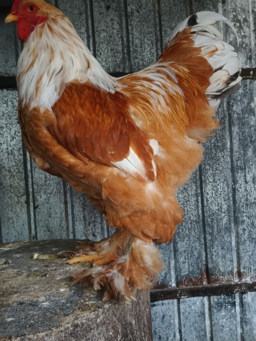 Vând cocoș brahma lemon