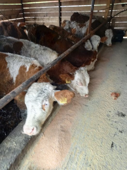 De vanzare 10 taurasi