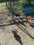 Vând un cocoș de țară de anul acesta cântă calcă