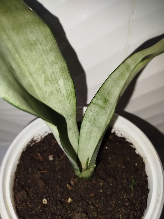 Sansiveriya mun shayn